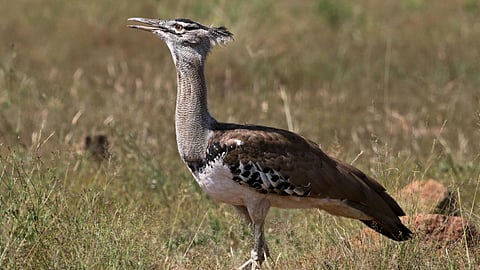 Great Indian Bustard conservation Maharashtra