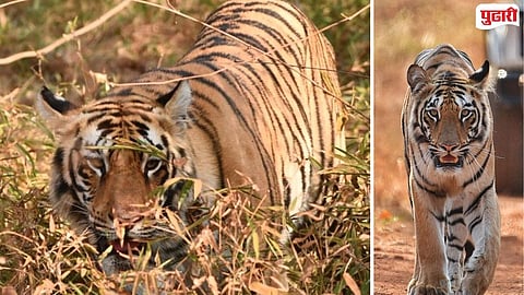 Dhurandhar  Mona Tiger Sighting