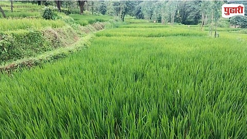 Radhanagari Paddy Crop Loss