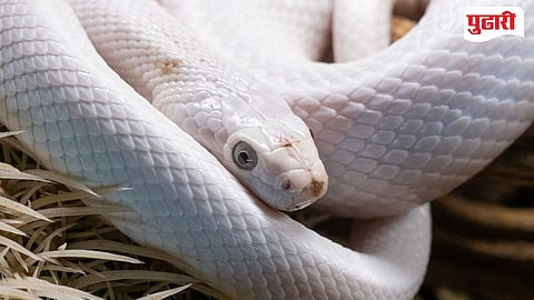Rare White Snake