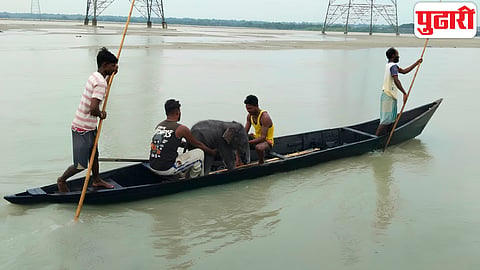 Elephant calf rescue Teesta river West Bengal