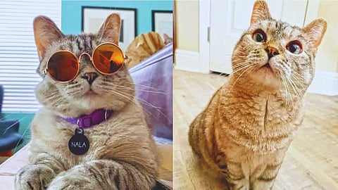 Richest Cat