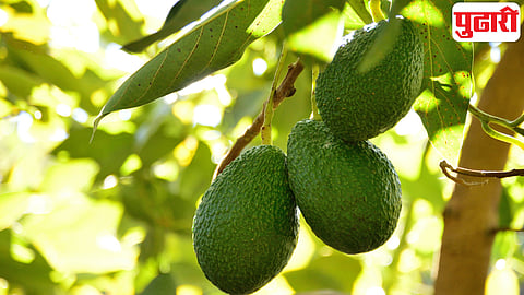 Avocado 