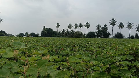 Cotton