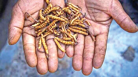 Yarsagumba | 