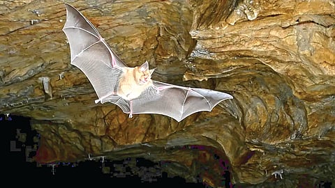 Origin of bats |