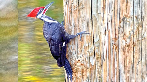 Woodpecker | 
