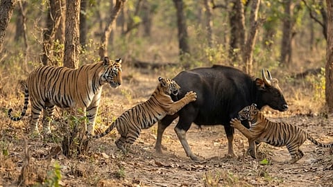 Tadoba-Andhari Tiger Reserve