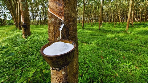 Rubber farming 