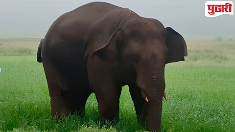 Goa Elephant News : खाऊचे आमिष दाखवत ओंकारला सोडले महाराष्ट्राच्या हद्दीत