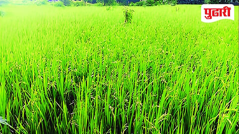 Thane Rice Crop