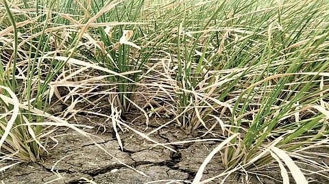 Kolhapur Drought |