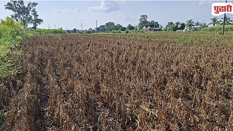 Kolhapur Drought
