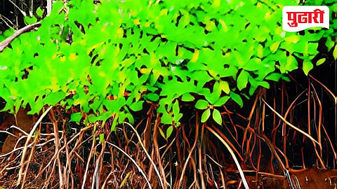 Goa mangrove illegal cutting 