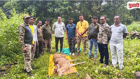 Talodhi Forest Range Train Hit Deer