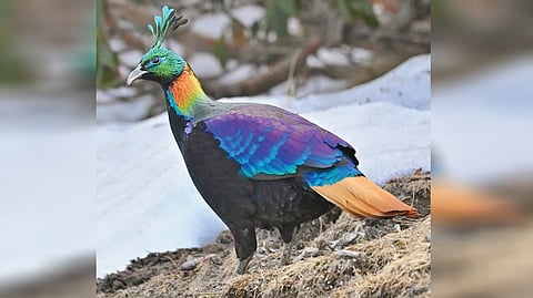 Himalayan Monal |