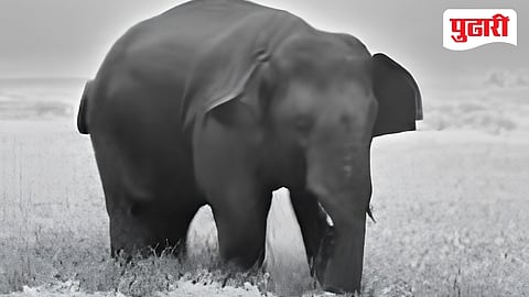 Onkar elephant Goa Maharashtra border