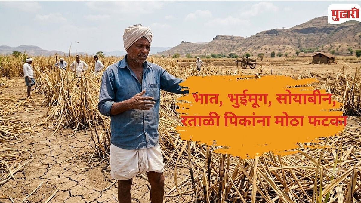Kolhapur Drought | शाहूवाडीत पिके करपली; दुष्काळी तालुक्यांच्या यादीतून वगळल्याने शेतकऱ्यांत नाराजी