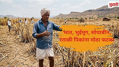 Kolhapur Shahuwadi Crop Damage