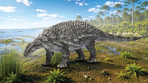 Japan Dinosaur Fossil |