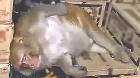 Monkey Drinks Alcohol |