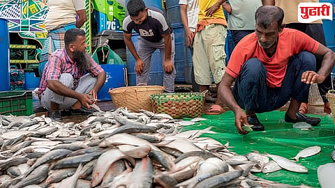 Hilsa Fish Bangladesh