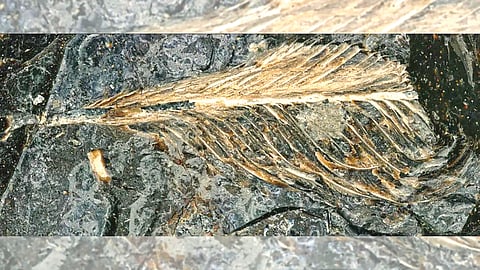 Dinosaur Fossil Feces | 