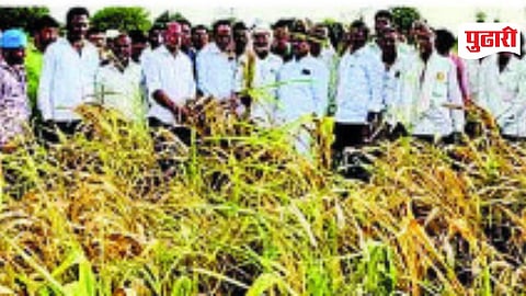 Paithan rainfall shortage