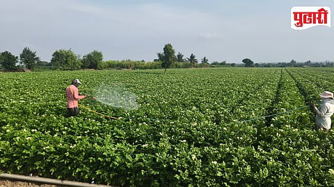 Potato Crop