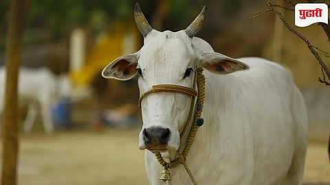 Mangaon Cattle Theft
