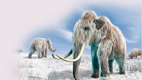 Woolly Mammoth |