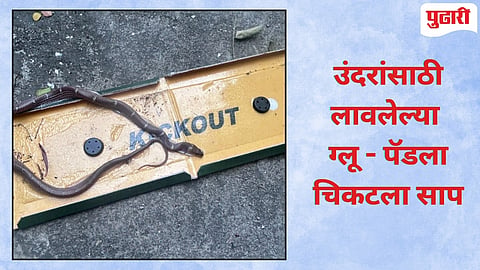 Nagpur News : उंदीर पकडण्यासाठी लावलेल्या ग्लू पॅडवर अडकला कॉमन वुल्फ स्नेक; सर्पमित्रांनी केली सुखरूप सुटका