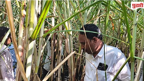 Nilanga  Sugarcane Farm Fire