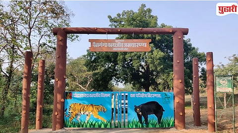 Painganga Jungle Safari Kharbi Gate Manyali Gate 