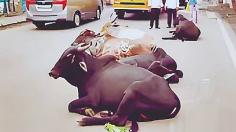 Stray Cattle