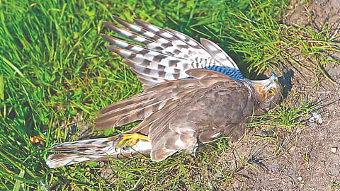 Jatinga Bird Mystery |