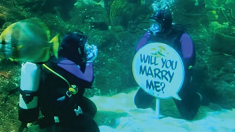 Girlfriend Proposed Underwater  | शार्क माशांच्या गराड्यात त्याने प्रेयसीला पाण्याखाली केले ‘प्रपोज’!