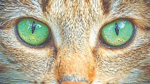 Cat Eye Inspired Camera | मांंजराच्या डोळ्यांपासून प्रेरणा घेऊन बनवला रोबो कॅमेरा