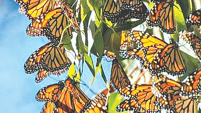 Butterfly Village | 