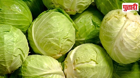 Cabbage