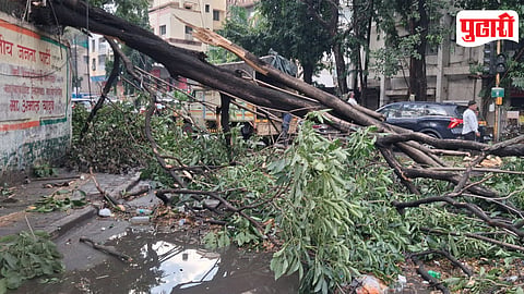 Pune Tree Fall