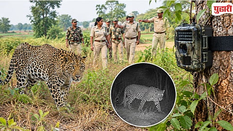  Leopard Movement  