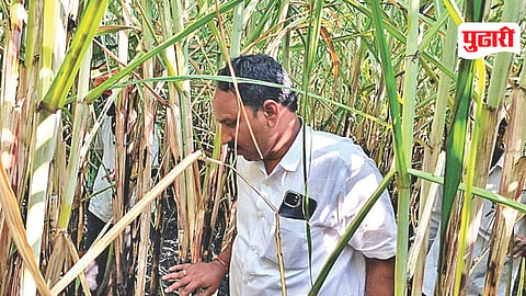 Nilanga sugarcane fire