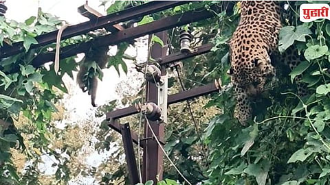 Chimur Forest Range Leopard Death
