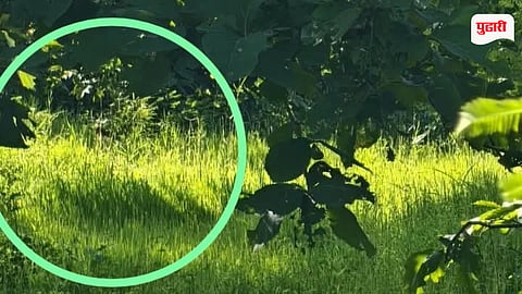 Palghar Tiger Rumour