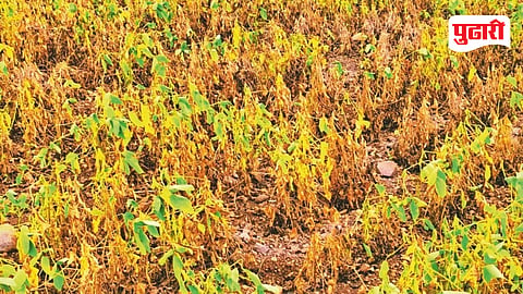Dharashiv drought situation