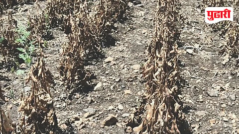 Marathwada drought