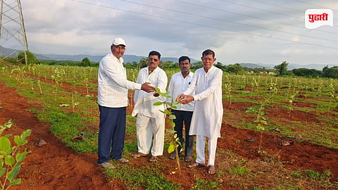 Sandalwood Farming