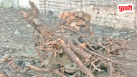 Beed tree cutting