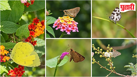 Butterfly